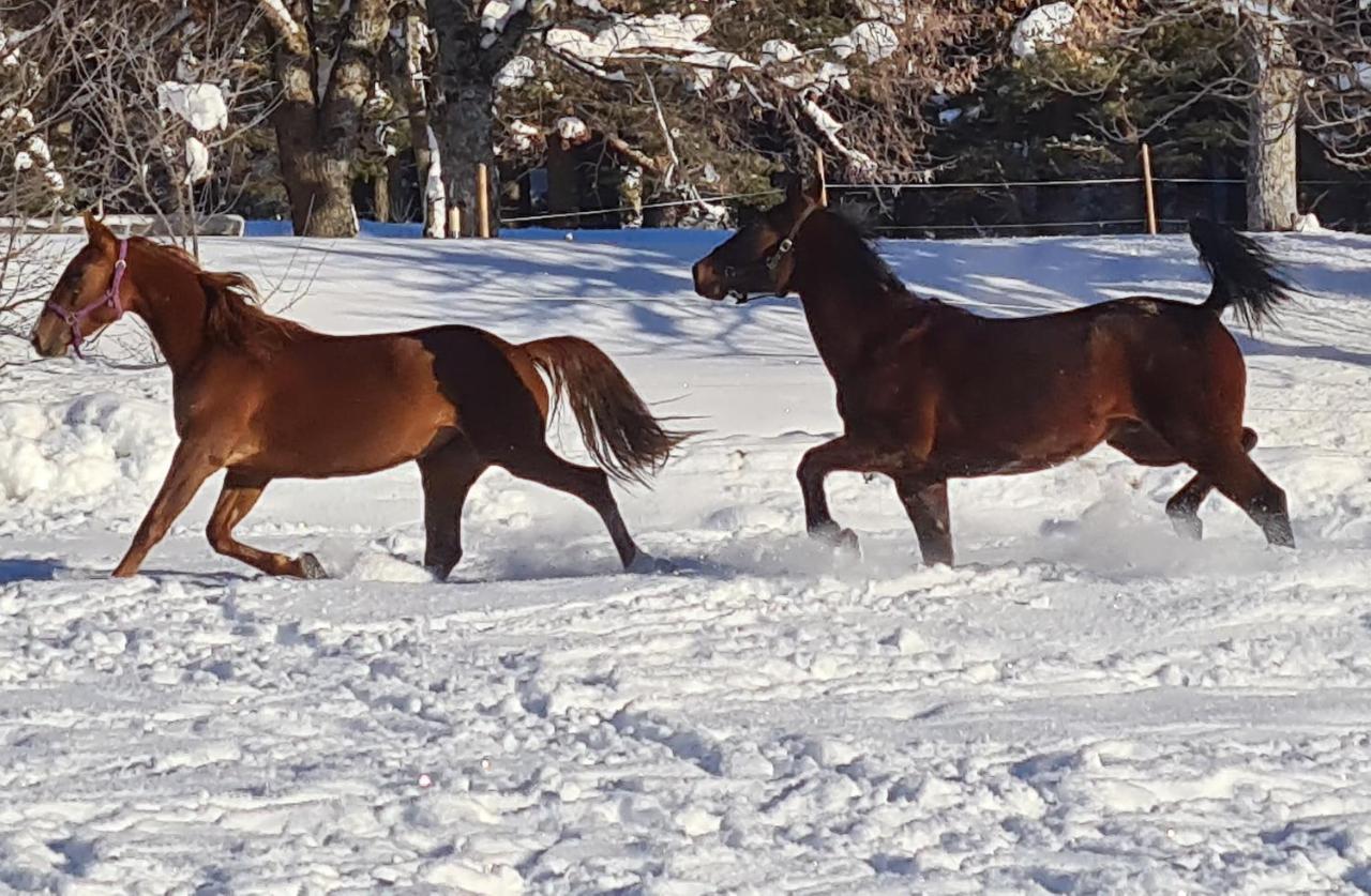 فيلا Haras De Séranon المظهر الخارجي الصورة