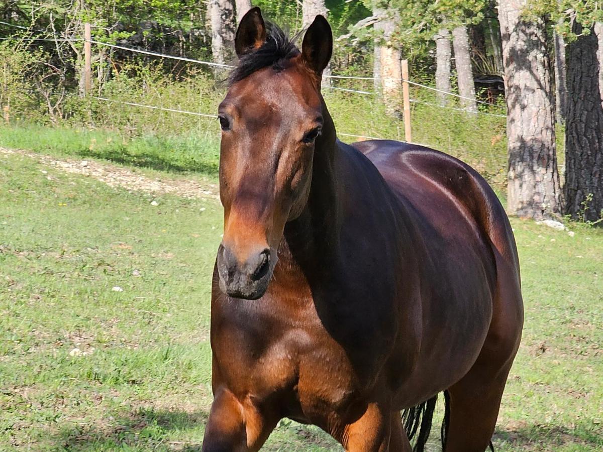 فيلا Haras De Séranon المظهر الخارجي الصورة